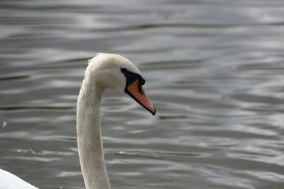 Two swans swimming in water