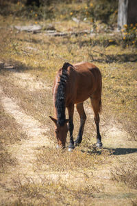 Horse in a field