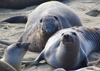 View of an animal on beach