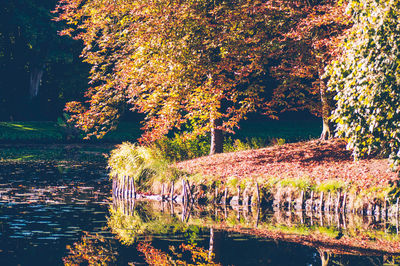 Trees by lake in forest during autumn