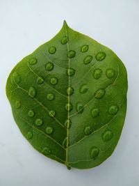 Close-up of raindrops on green leaves