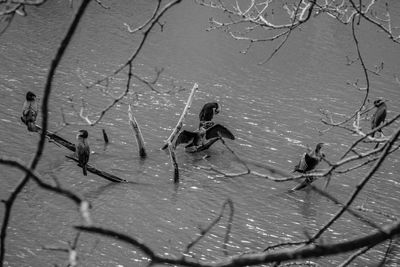 High angle view of bare trees in lake