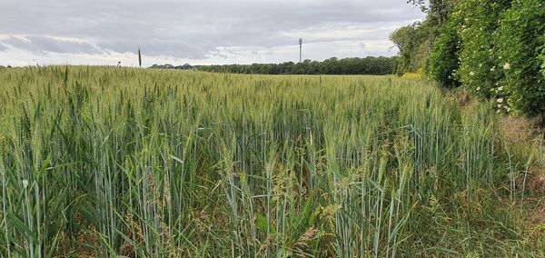 Scenic view of agricultural field against sky