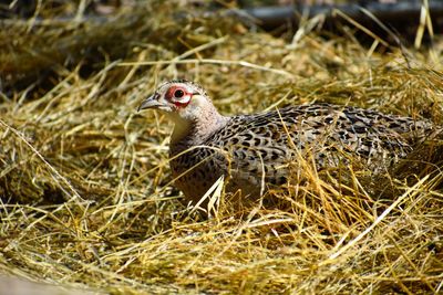 Close-up of a bird on field