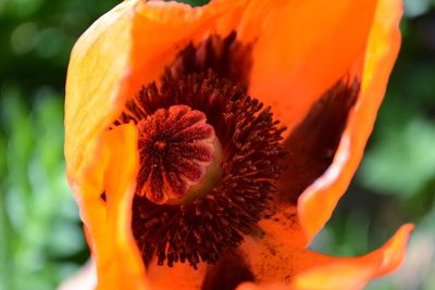 Close-up of orange flower blooming outdoors