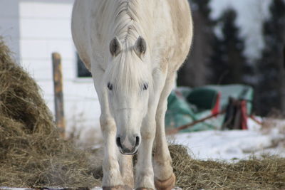 Portrait of horse on field