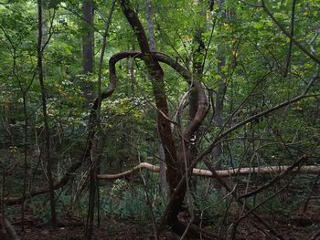 Trees in forest