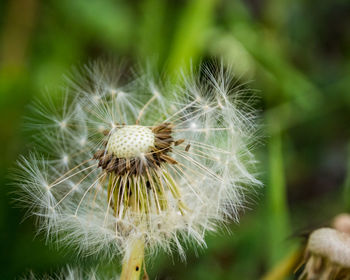 Close-up of dandelion on plant