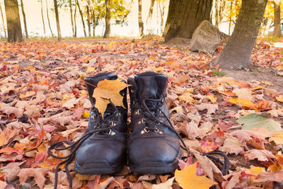 Sunlight falling on dry leaves on land