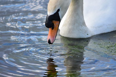 View of swan swimming in lake