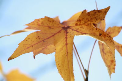 Low angle view of maple leaf against sky