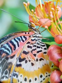 Close-up of butterfly on plant