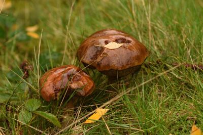 Close-up of mushroom on field