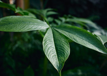 Close-up of green leaves