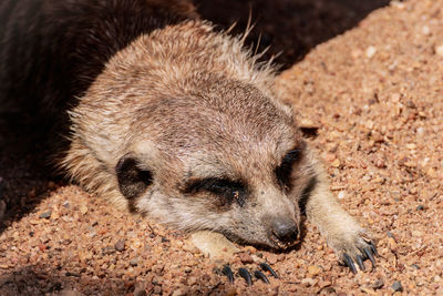 Close-up of a dog lying on land