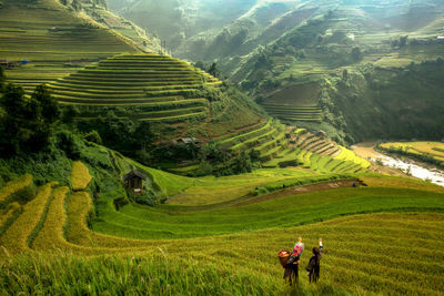 Scenic view of rice paddy