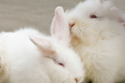 Close-up of white rabbits