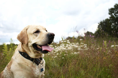 Close-up of a dog looking away on field