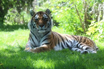 Tiger in a field