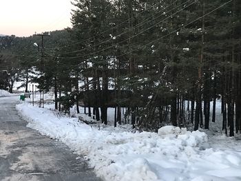 Snow covered trees against sky