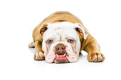 Close-up of a dog against white background