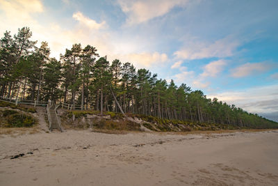 Plants growing on beach against sky