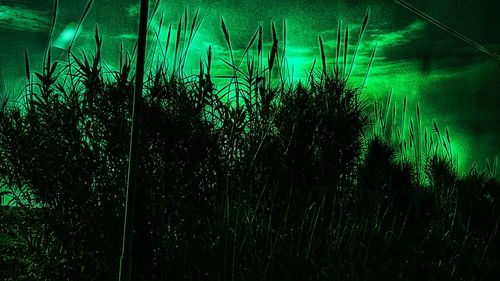 Plants growing on field at night