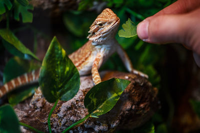 Close-up of hand feeding lizard