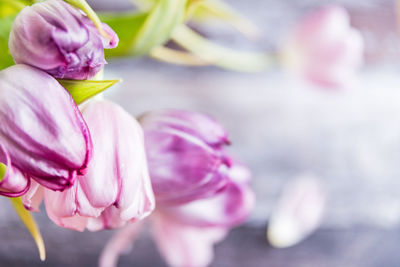 Close-up of pink flowers