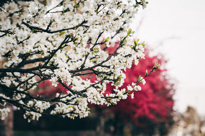 Low angle view of flower tree against sky