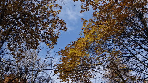 Low angle view of trees against blue sky
