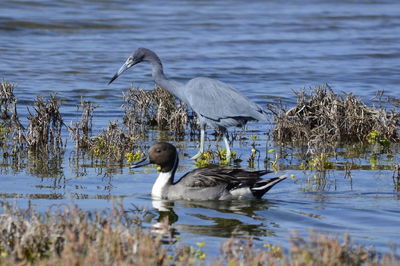 Swan swimming in lake