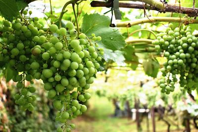 Close-up of grapes growing in vineyard