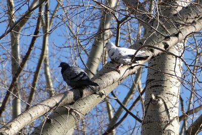 Low angle view of bird perching on bare tree