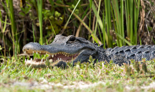 Alligator on field