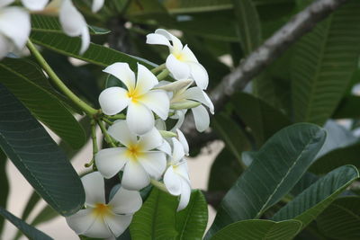 Close-up of white flowering plant