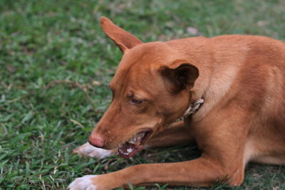 Dog looking away on field