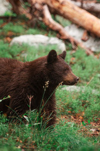 Close-up of an animal in forest