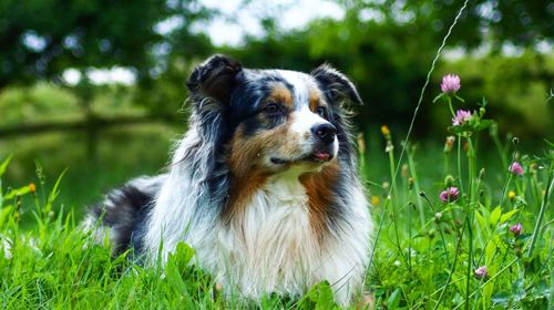 Dog looking away on field