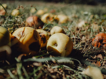 Close-up of mushrooms growing on field
