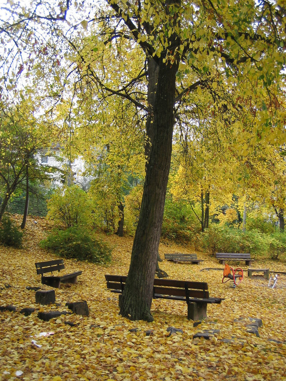 TREES IN PARK AGAINST SKY