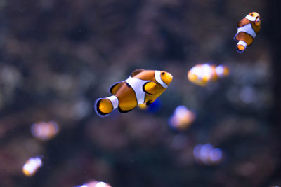 Close-up of fish in sea