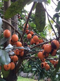 Low angle view of fruits on tree