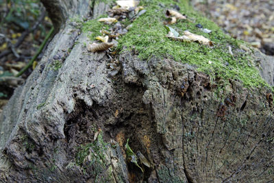 Close-up of lizard on tree trunk