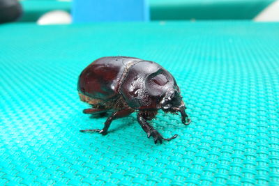 Close-up of insect on swimming pool