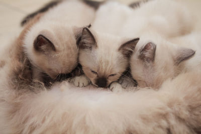 Close-up of cat sleeping