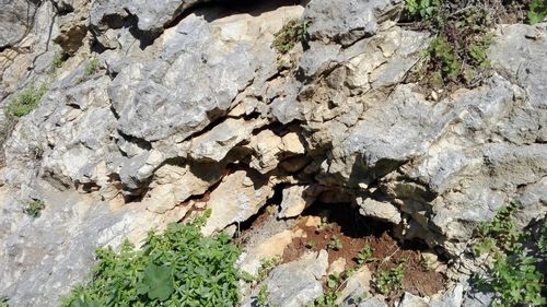 Close-up of plants growing on rock