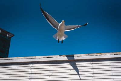 Low angle view of seagull flying