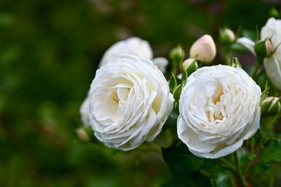 Close-up of white rose flower