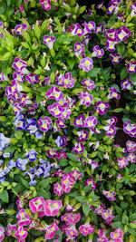 High angle view of purple flowering plants